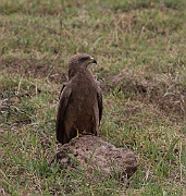 Black kite (milvus migrans nominate), Ngorongoro crater